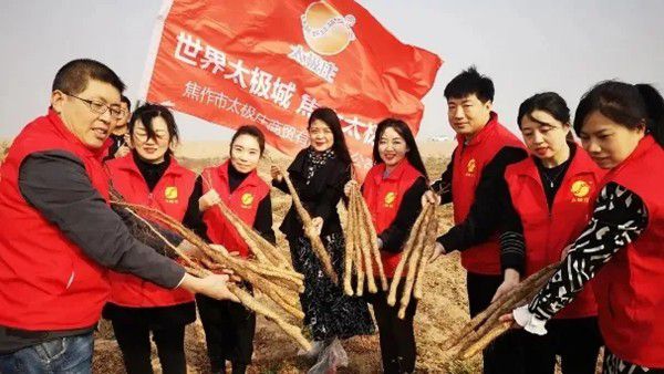 鐵棍山藥規(guī)?；?、標準化種植