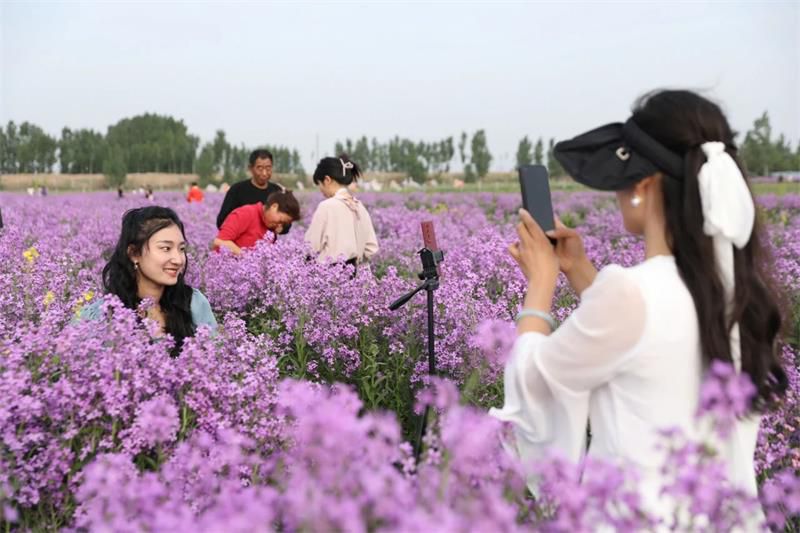 10萬余人次！太極莊首屆紫色油菜花節(jié)收官