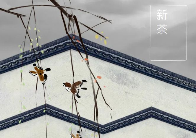 太極莊新菊上市！白菊婉清顏，芳香滿庭院